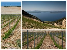 Stina Winery