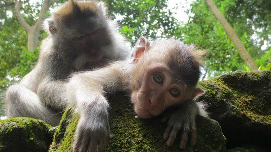 Affenwald von Ubud