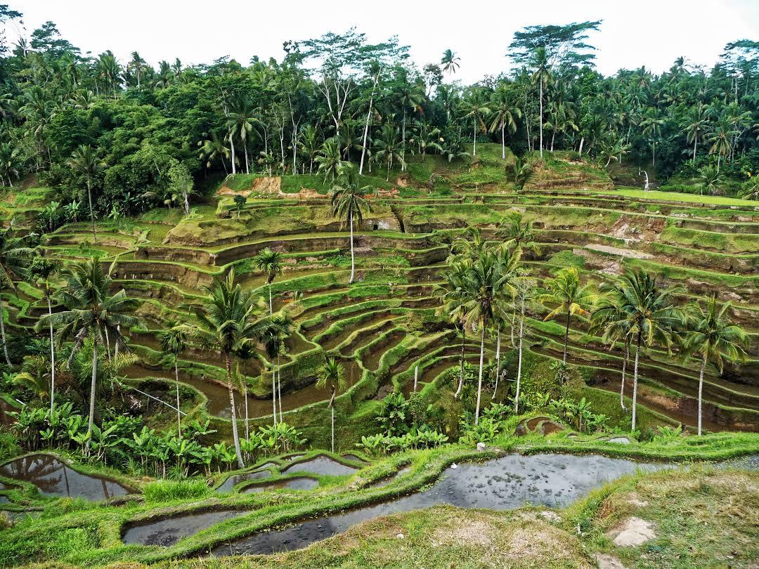 Tegalalang Rice Terrace