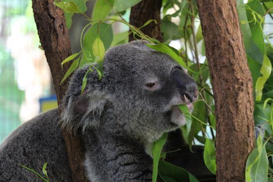 Cairns Tropical Zoo