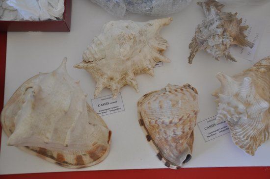 Mineralogical Museum of Campania