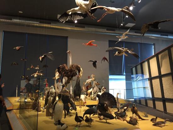 Naturalis Biodiverzitás-központ