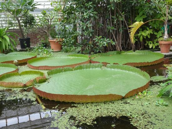 Hortus Botanicus
