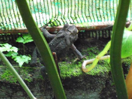 Arenal Eco-dierentuin