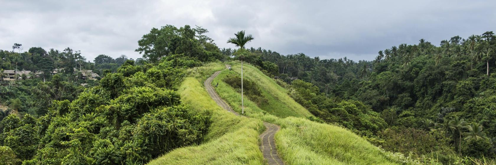 Campuhan Ridge Walk